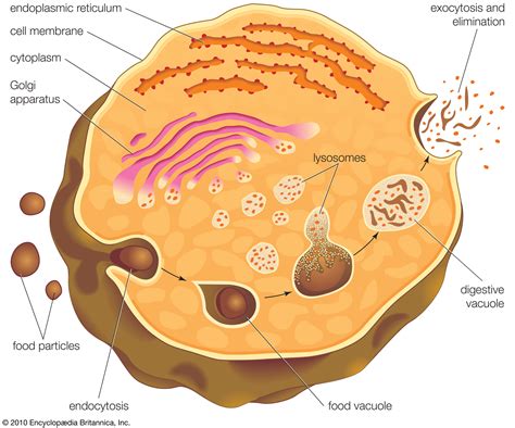 endosimbiyotik teori nedir